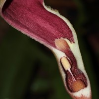 Lagenandra dewitii Crusio & A.de Graaf